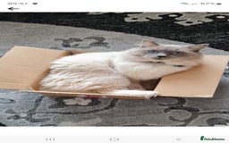 Ragdoll cats for sale: Beautiful champion lines purebred Ragdoll kittens - Image 6