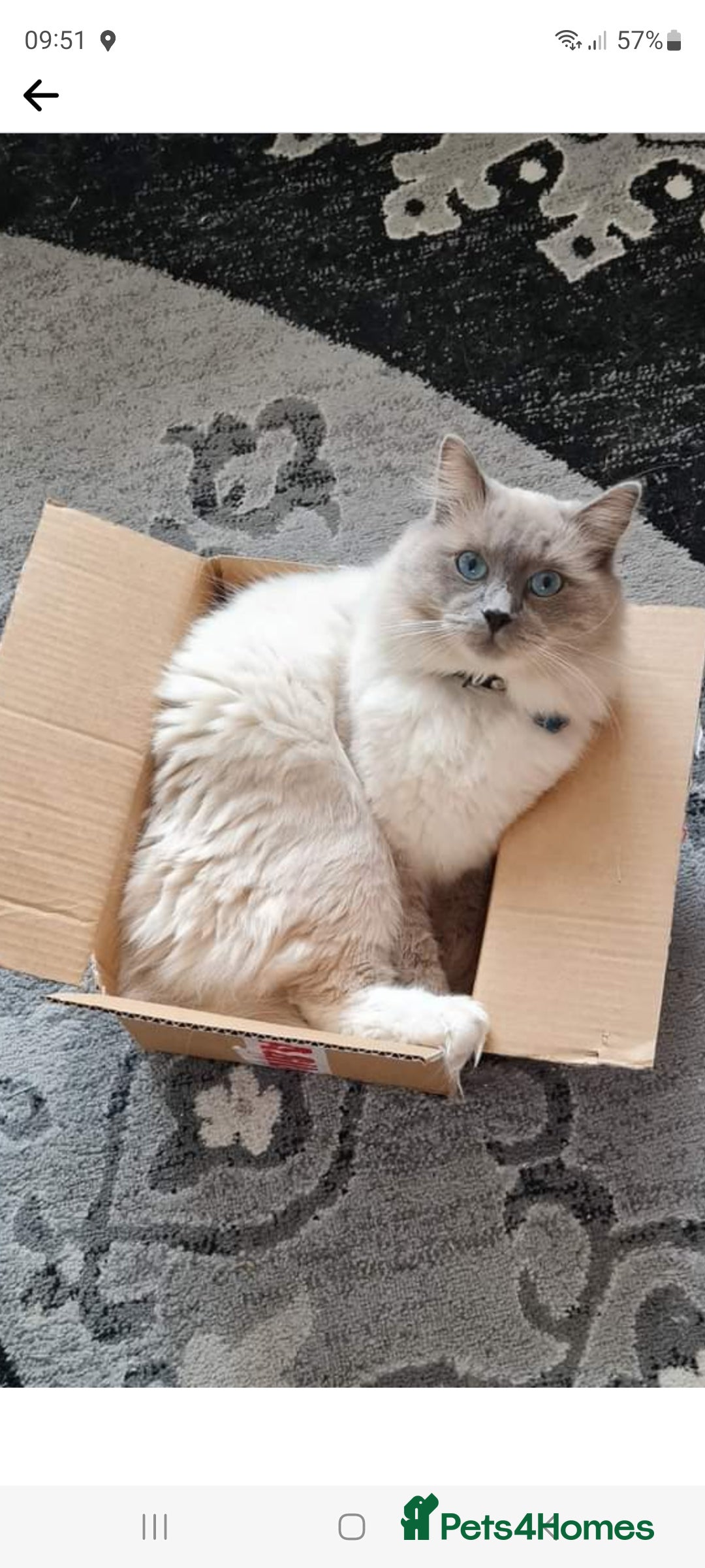 Ragdoll cats for sale: Beautiful champion lines purebred Ragdoll kittens - Image 6
