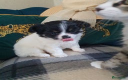 Chihuahua dogs for sale: Longcoat chihuahua  - Image 1