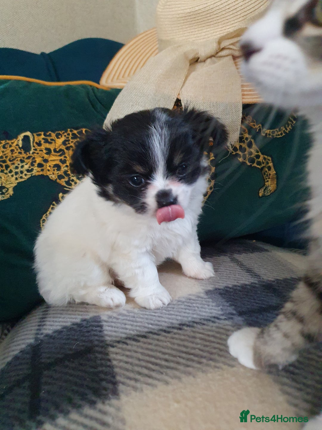 Chihuahua dogs for sale: Longcoat chihuahua  - Image 1