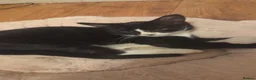 Mixed Breed cats for sale: Kittens Manchester Prices £40-£180 - Advert 13