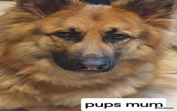 German Shepherd dogs for sale: German shepherd pups for sale  - Image 3