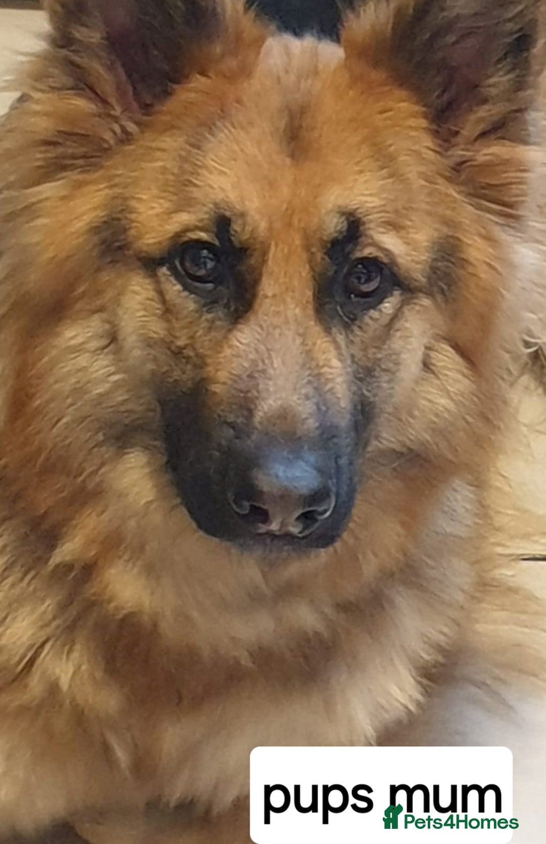 German Shepherd dogs for sale: German shepherd pups for sale  - Image 3