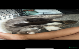 Maine Coon cats for sale: Maine coon x ragdoll kittens - Image 7