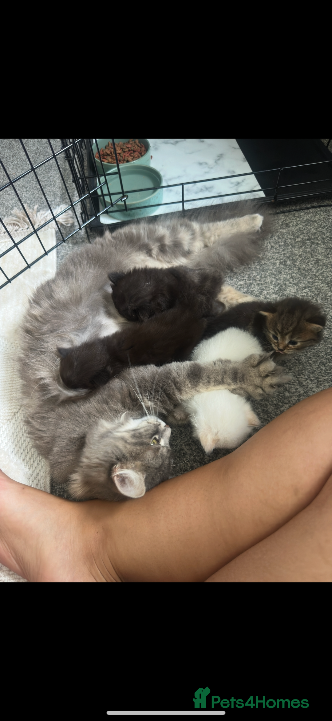 Maine Coon cats for sale: Maine coon x ragdoll kittens - Image 7