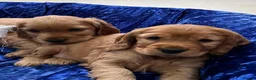 Cocker Spaniel dogs for sale: Showtype cocker spaniel puppies - Advert 2