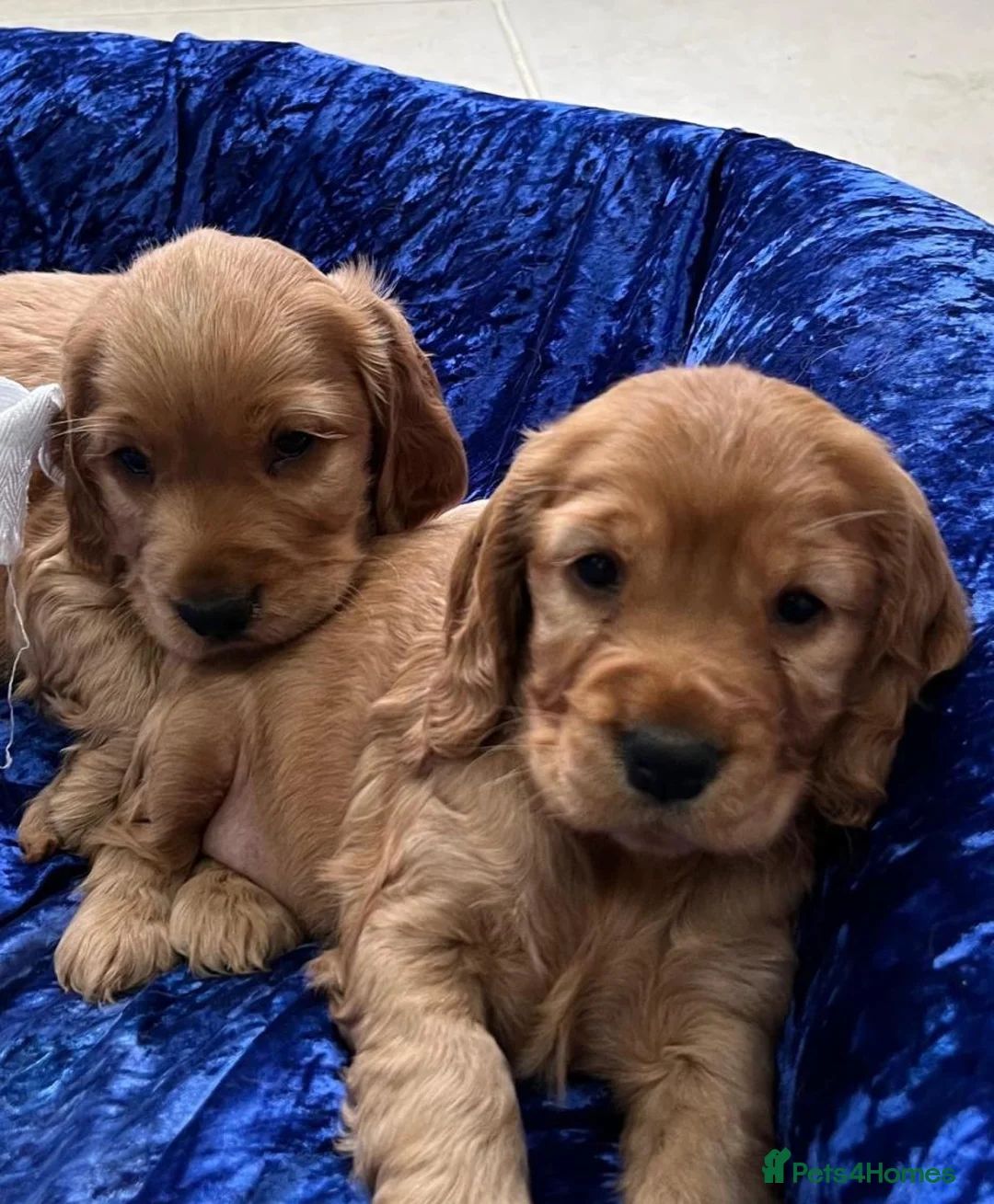 Cocker Spaniel dogs for sale: Showtype cocker spaniel puppies - Advert 2