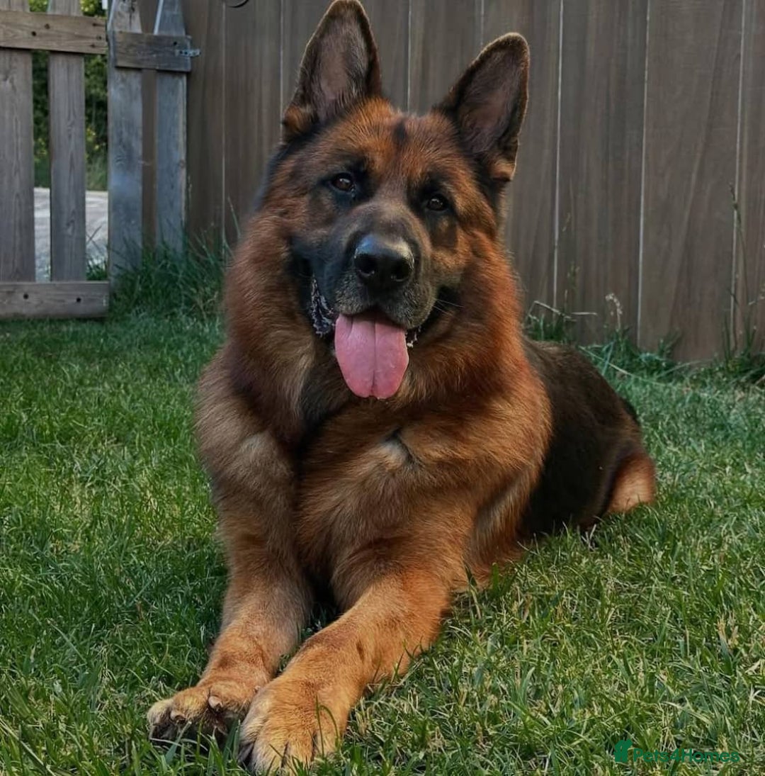 German Shepherd dogs for sale: 🐾❤️ Our German Shepherd Puppies for Sale 🐶✨ - Image 8