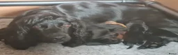 Cocker Spaniel dogs for sale: KC REGISTERED, DNA HEALTH TESTED in Bishop Auckland - Advert 1