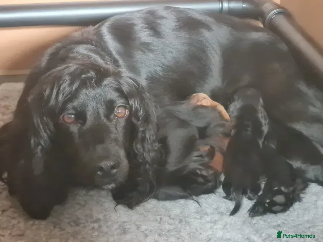 Cocker Spaniel dogs for sale: KC REGISTERED, DNA HEALTH TESTED in Bishop Auckland - Advert 1