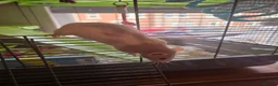 Rat rodents for sale: Pair of Female Dumbo Rats with large enclosure - Advert 14