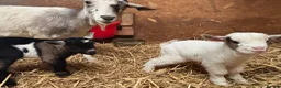 Goats livestock for sale: 2 male Pygmy crosses  in Wrexham - Advert 6