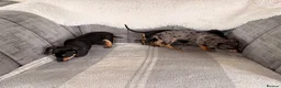 Chiweenie dogs for sale: Gorgeous Chiweenie puppies for sale - Advert 15