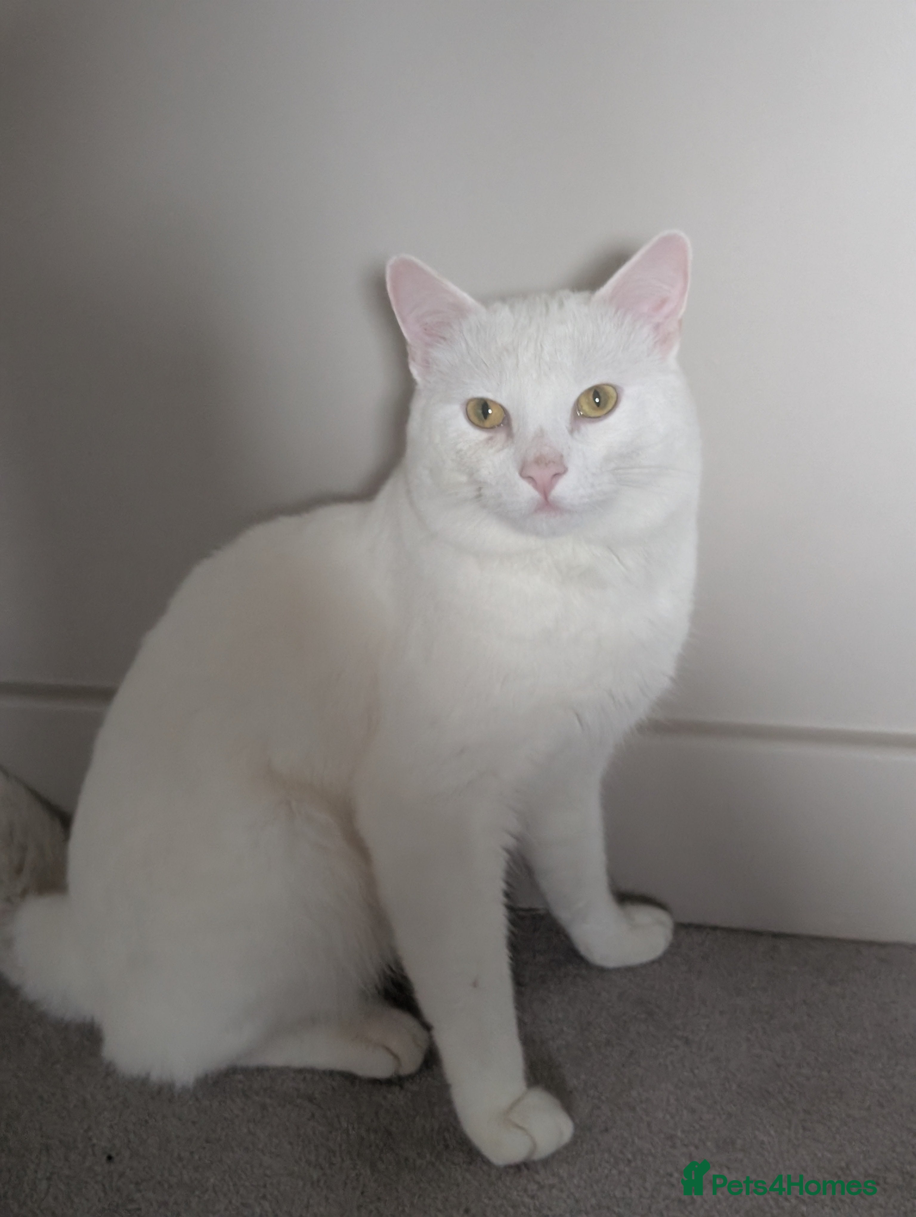 Domestic Shorthair cats 2 year old male cat  - Advert 1