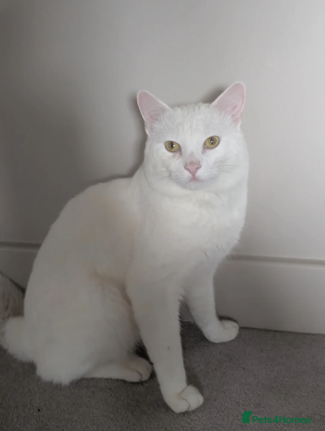 Domestic Shorthair cats for sale: 2 year old male cat  - Advert 1