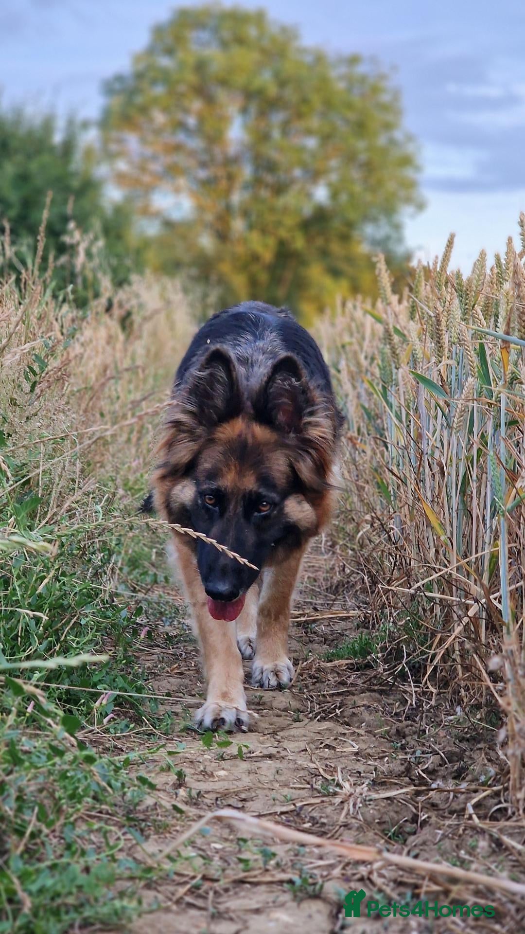 Golden Shepherd dogs ​Jet Black Golden Shepherd Needs Only-Dog Home - Advert 9