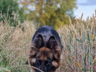 Golden Shepherd dogs Jet Black Golden Shepherd Needs Only-Dog Home - Advert 5