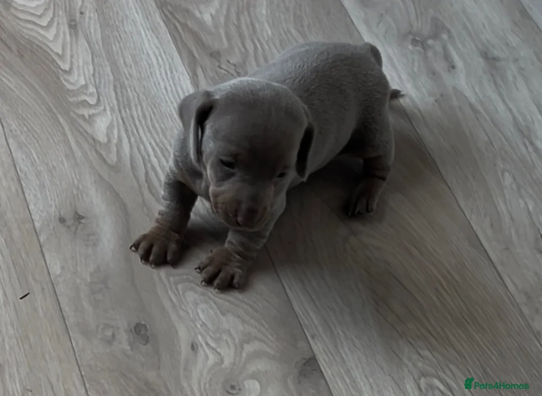 Miniature Dachshund dogs for sale: Isabella Male miniature dachshund puppy in Alton - Advert 4