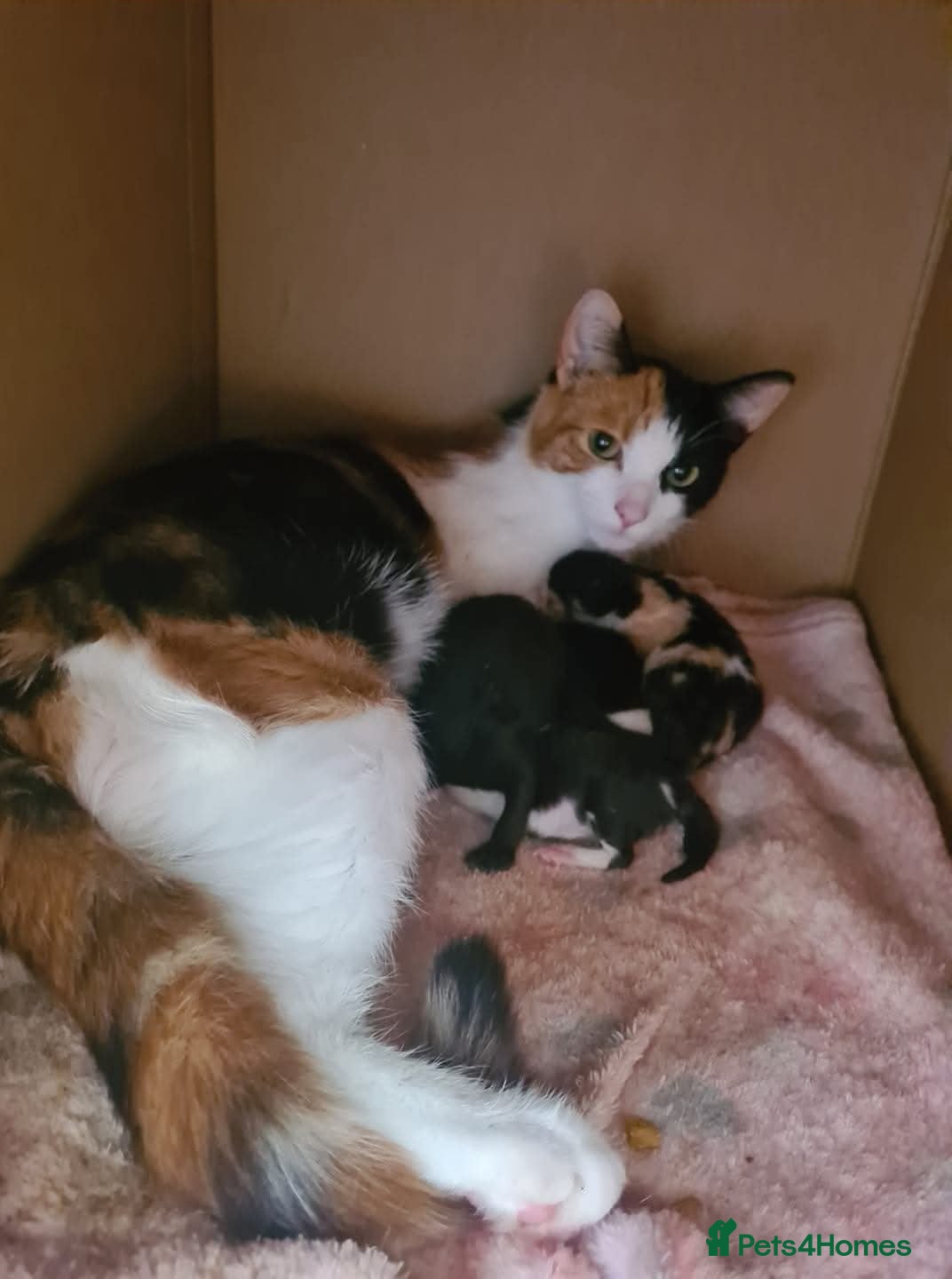 Mixed Breed cats Adorable kittens - Advert 15