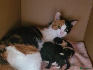 Mixed Breed cats Adorable kittens - Advert 14