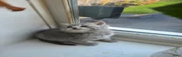 British Shorthair cats for sale: British Shorthair kittens - Advert 17