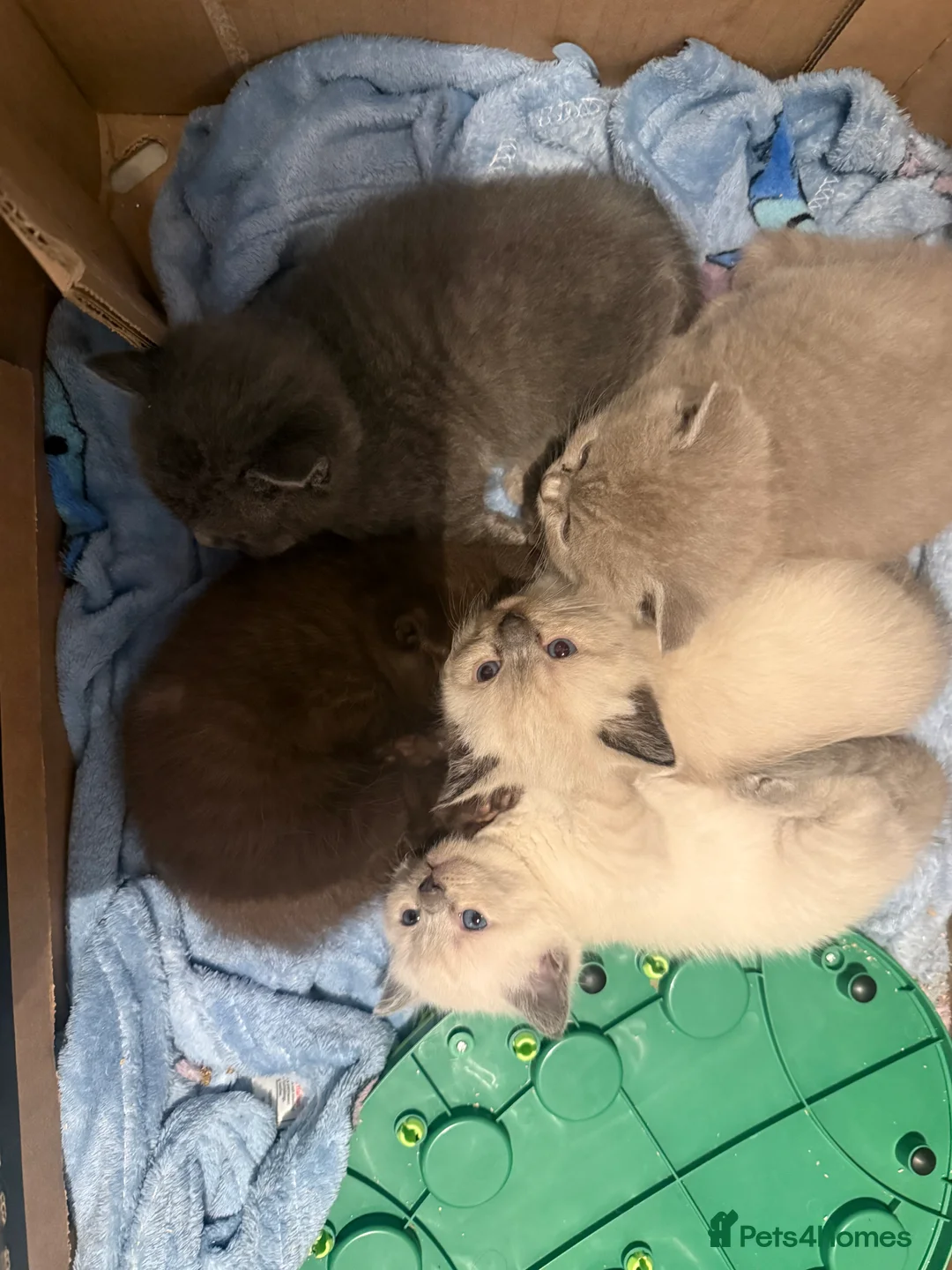 Ragdoll cats for sale: Lovely ragdolls - Advert 2