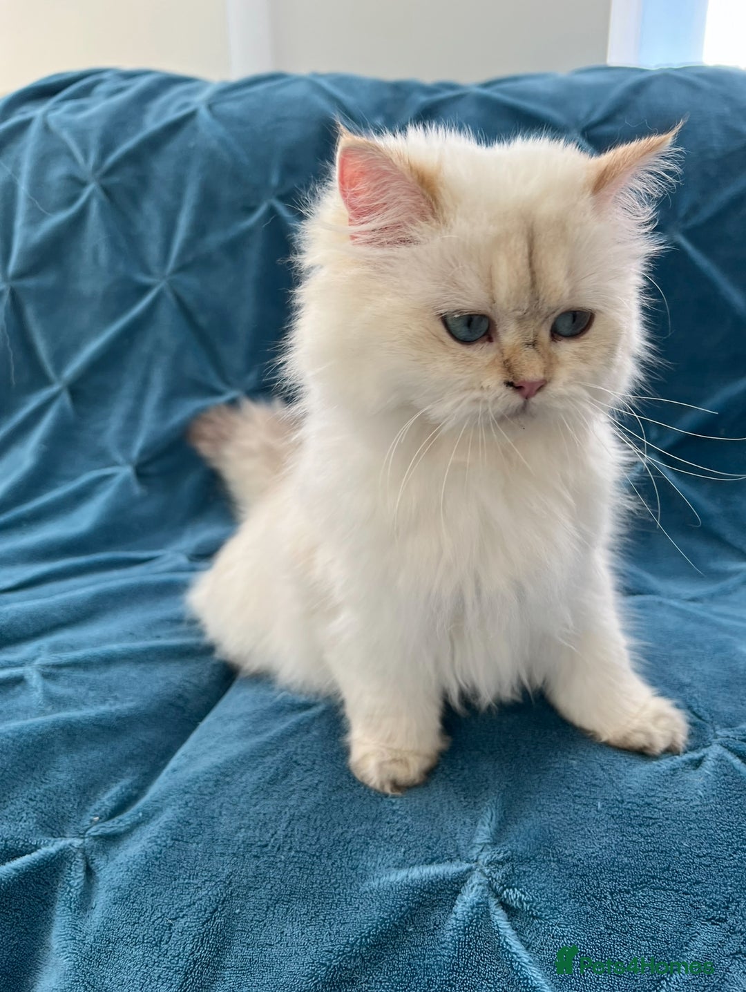 British Longhair cats for sale: Pure bread British Long and Shorthair kittens   - Advert 8