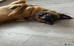 Mixed Breed dogs for sale: German shepherd/ Belgium Malinois  - Image 2