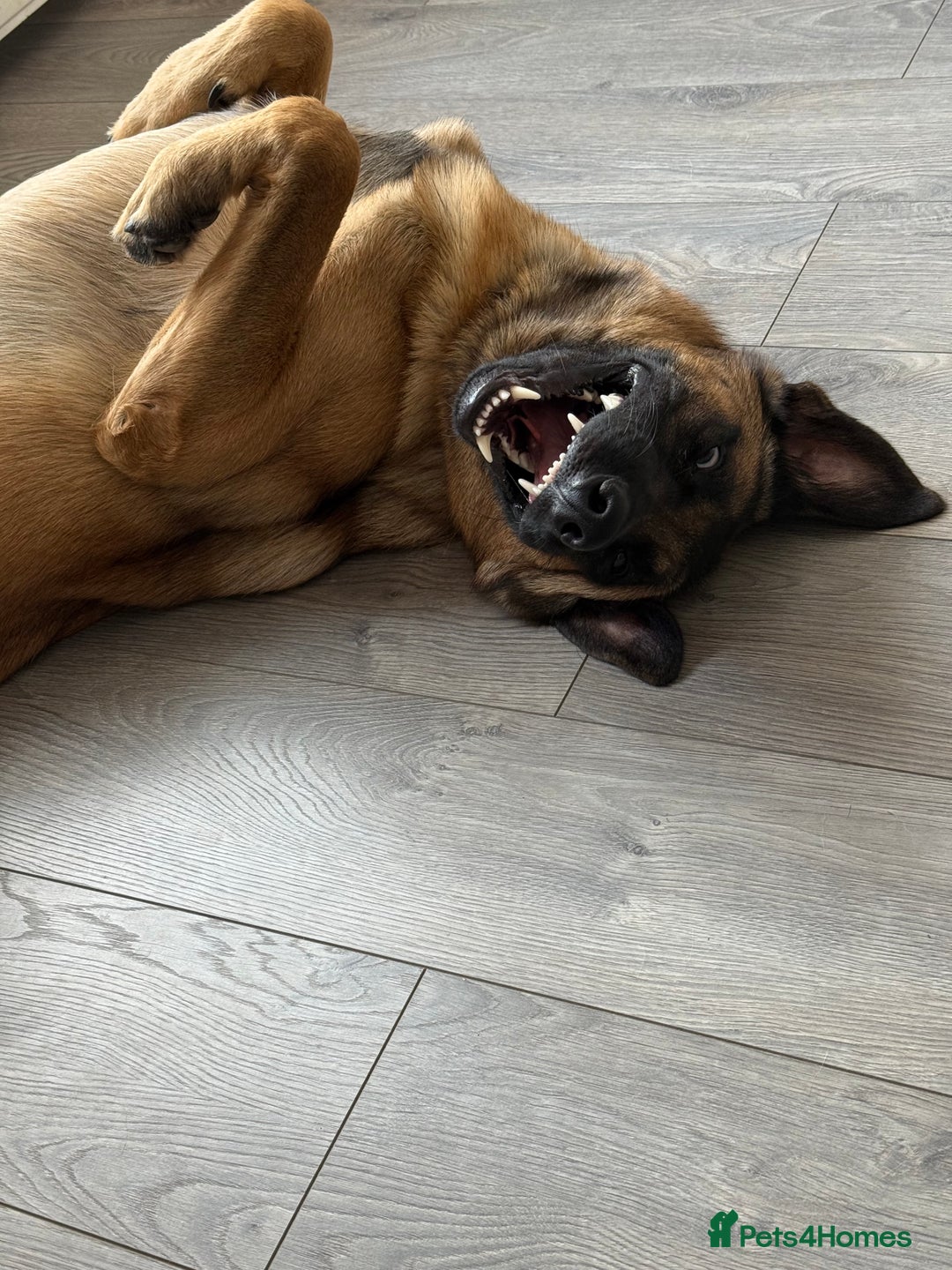 Mixed Breed dogs for sale: German shepherd/ Belgium Malinois  - Image 2