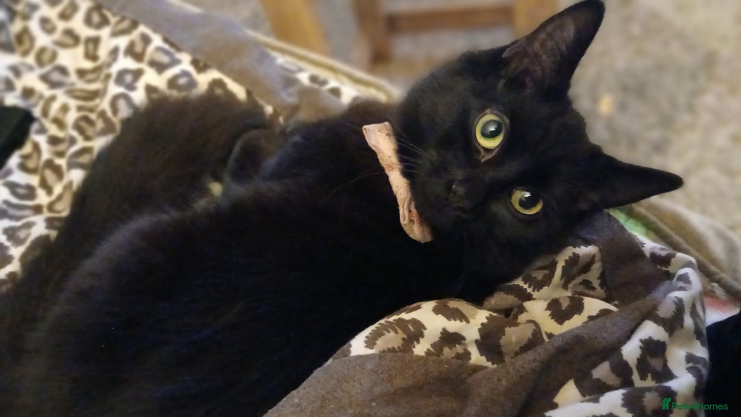 Mixed Breed cats for sale: Beautiful  **  - Advert 1