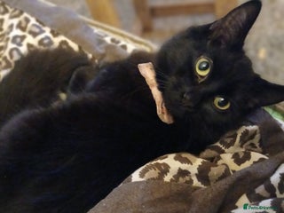 Mixed Breed cats Beautiful ** - Advert 1