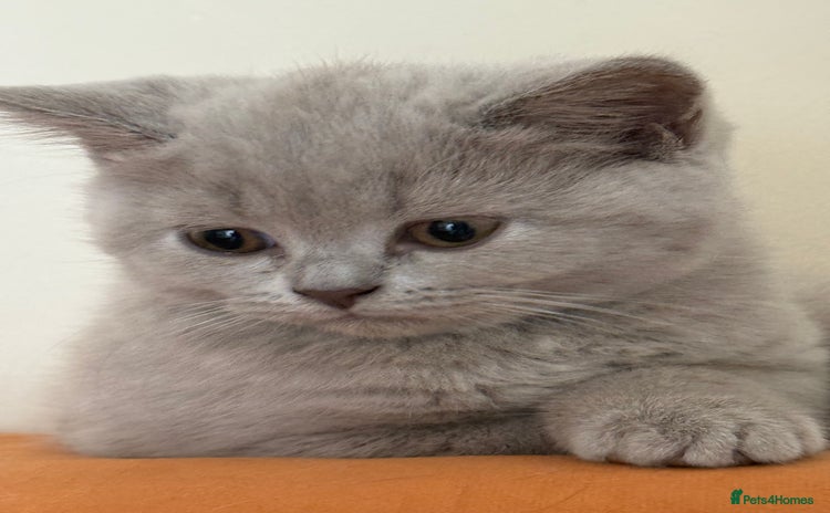 British Shorthair cats - Advert 4