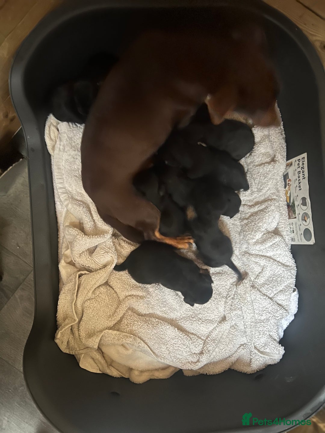 Jack Russell dogs for sale: Miniature Jack Russell puppies 🐶  - Advert 12