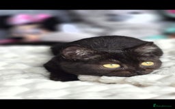 British Shorthair cats for sale: Beautiful Babies Available Ready To Leave - Image 15