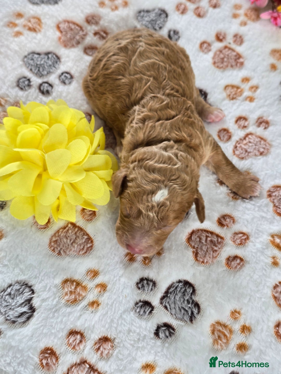 Cavapoo dogs for sale: Cavapoo F1B pups licensed Breeder/health tested  - Image 13