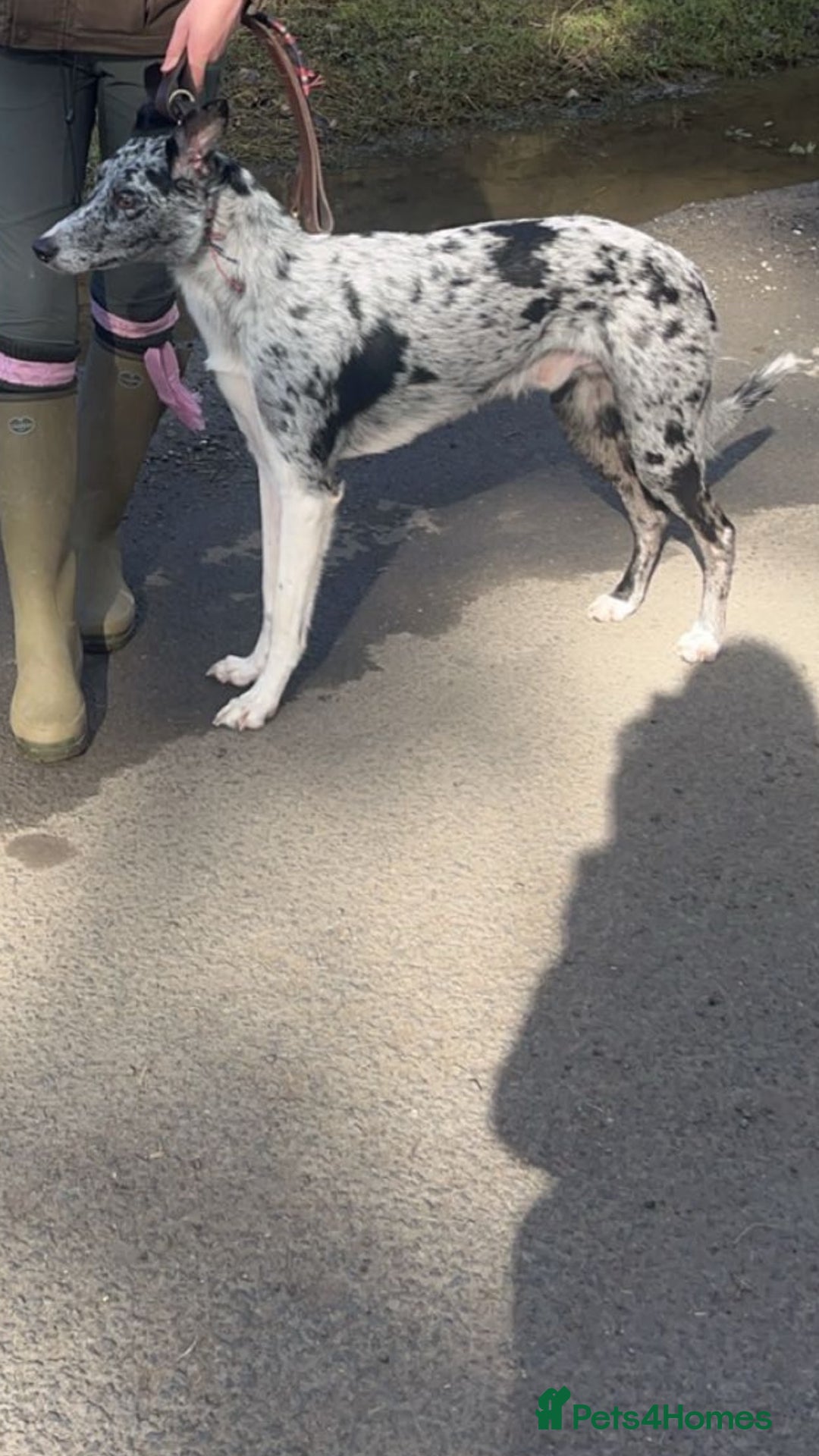 Deerhound dogs for stud: STUD  in Crook - Image 7
