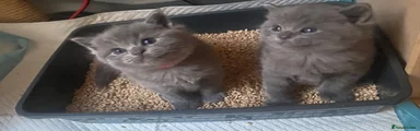 British Shorthair Kitten 2