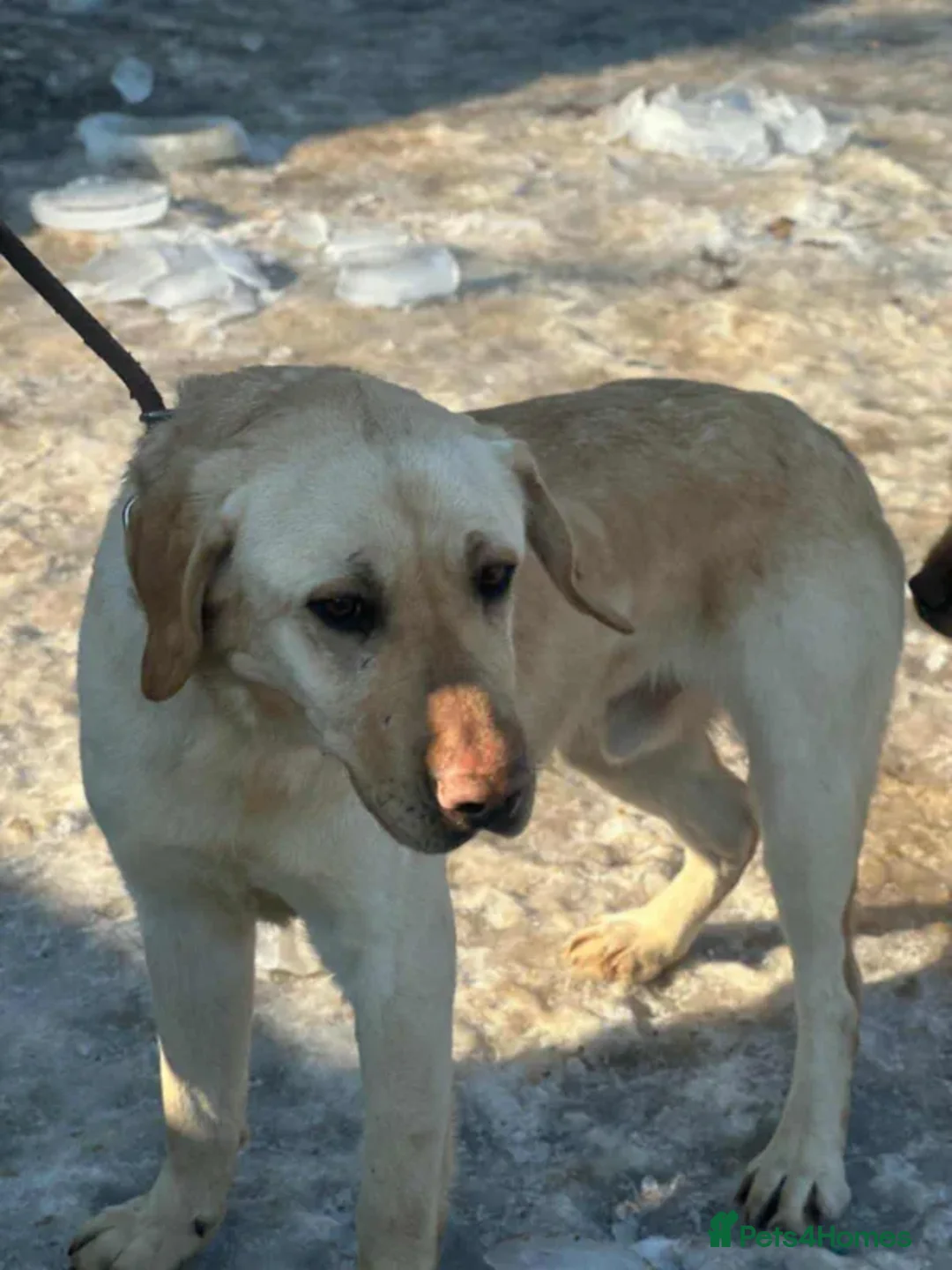 Labrador Retriever dogs for adoption: Mason - Advert 5