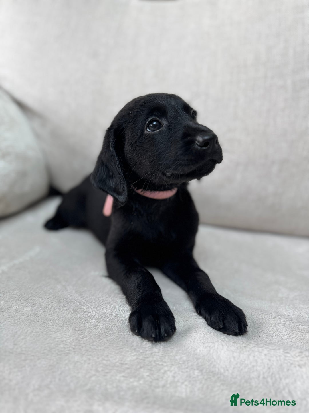 Mixed Breed dogs for sale: 🐾 🧸 *Ready Saturday* Beautiful Doodles 💕🐾 - Image 24