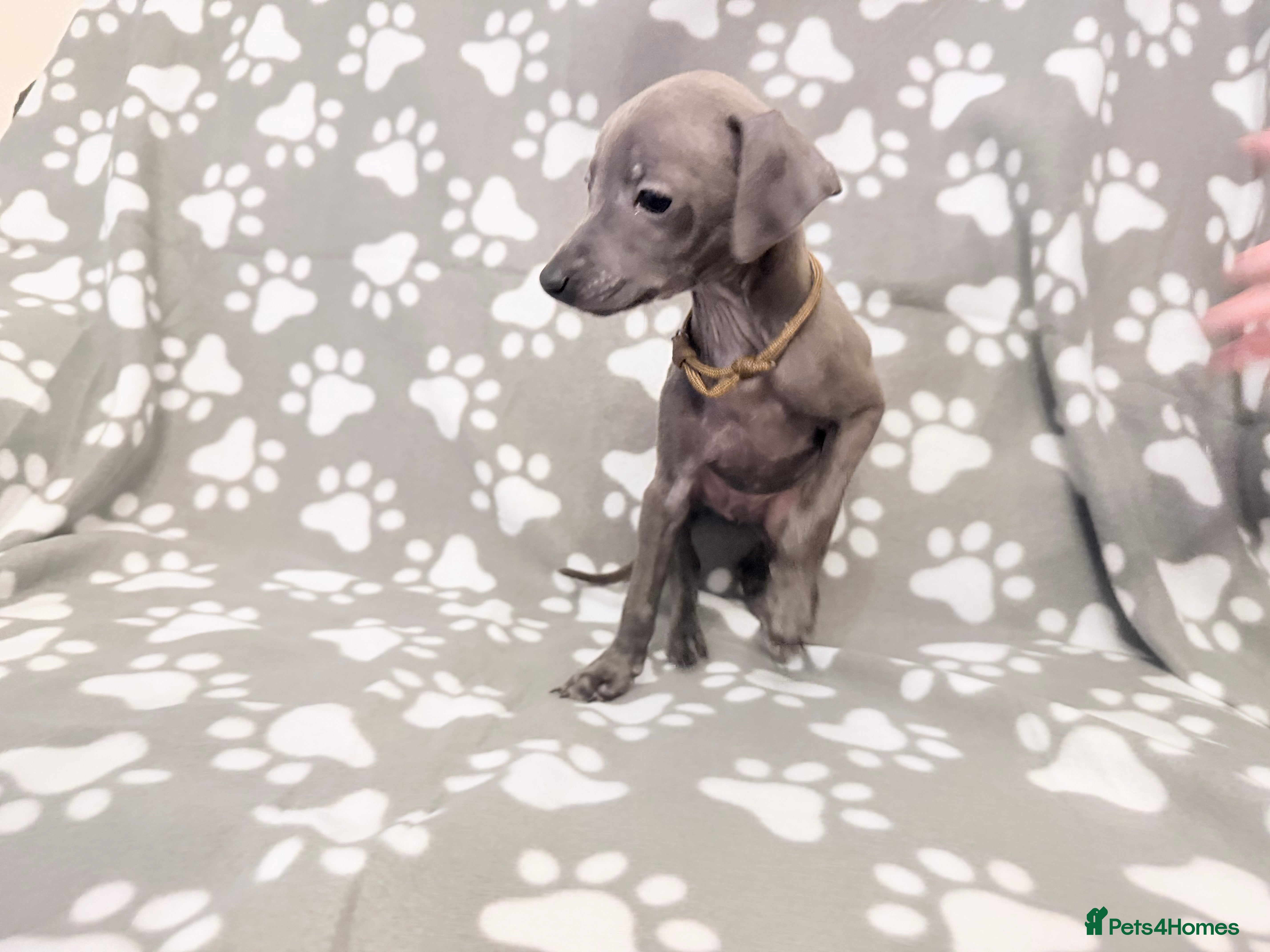 Italian Greyhound dogs Italian greyhound puppies - Advert 6