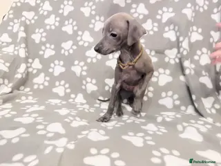 Italian Greyhound dogs Italian greyhound puppies - Advert 6