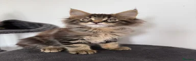 Brown Black Tabby Girl