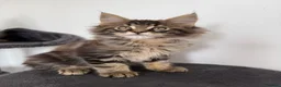 Maine Coon cats for sale: Stunning Maine Coon Cubs 🦁 - Advert 5