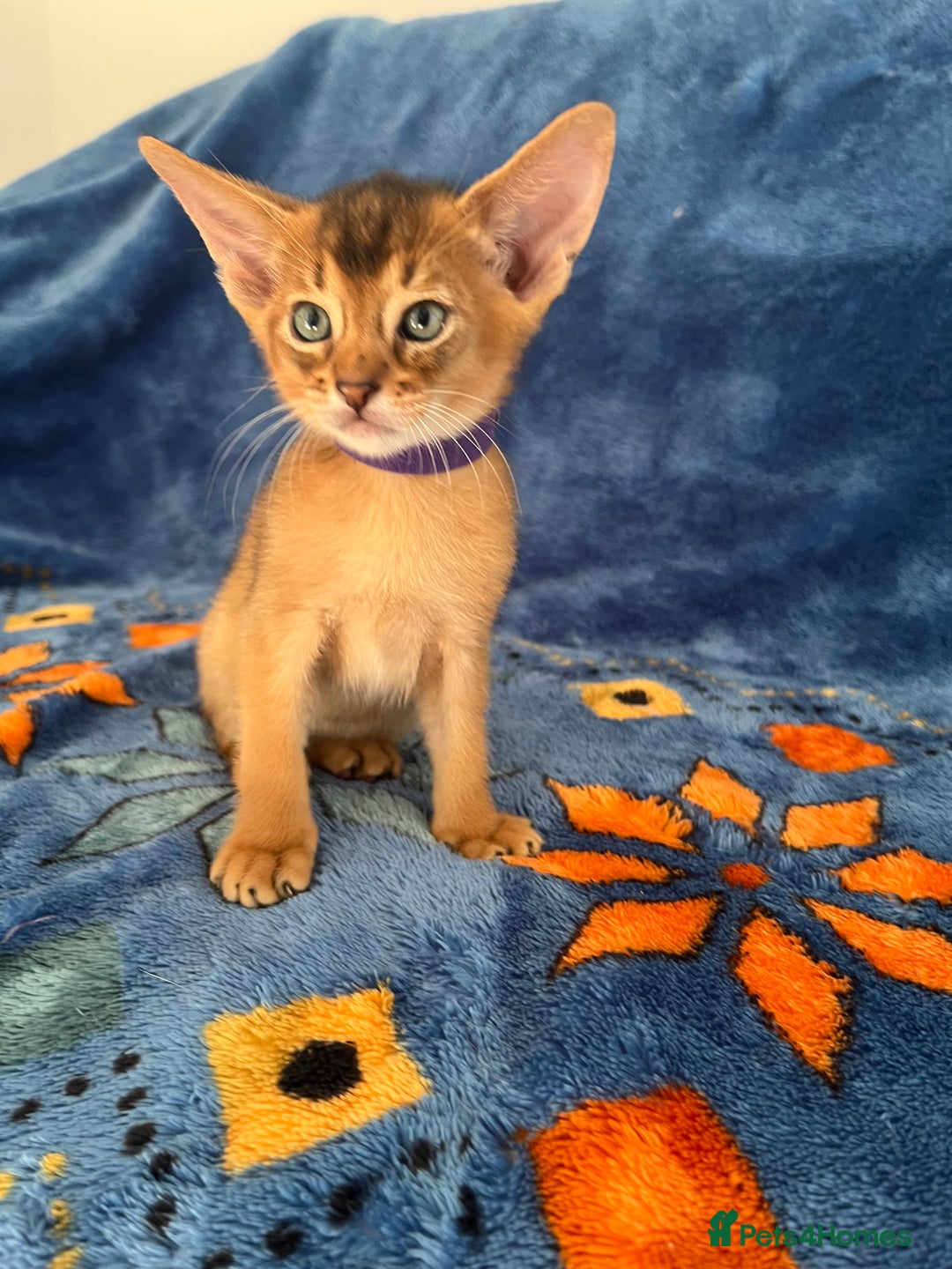 Abyssinian cats for sale: Beautiful Abyssinians kittens - Image 10
