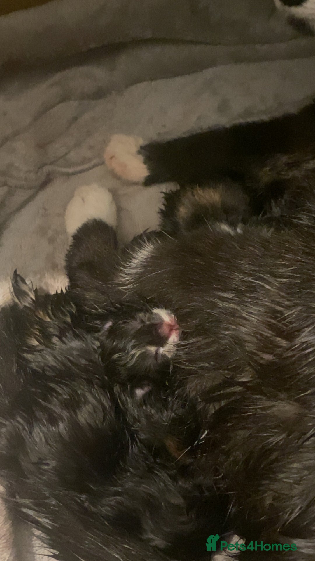 Mixed Breed cats for sale: Tuxedo and tabby kittens ready 2 February  - Advert 2