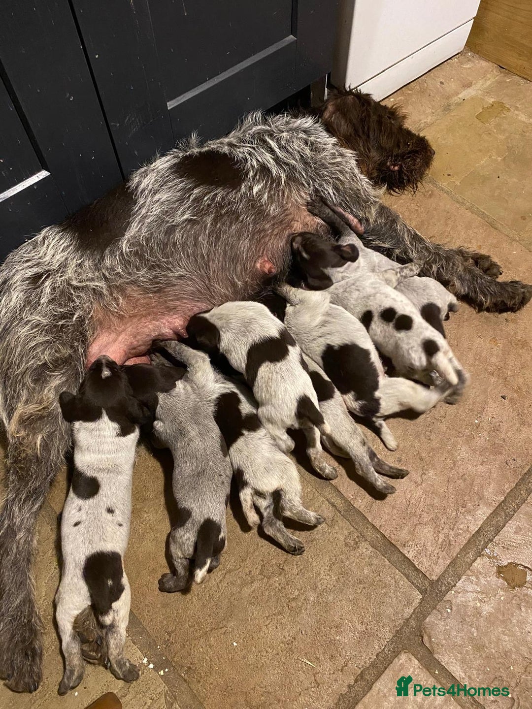 German Wirehaired Pointer dogs for sale: Lovely young German Wire Haired Pointer Bitch  - Advert 1