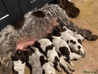 German Wirehaired Pointer dogs Lovely young German Wire Haired Pointer Bitch - Advert 2