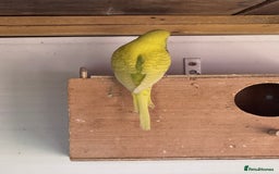 Budgerigars birds for sale: Budgies for sale - Image 10
