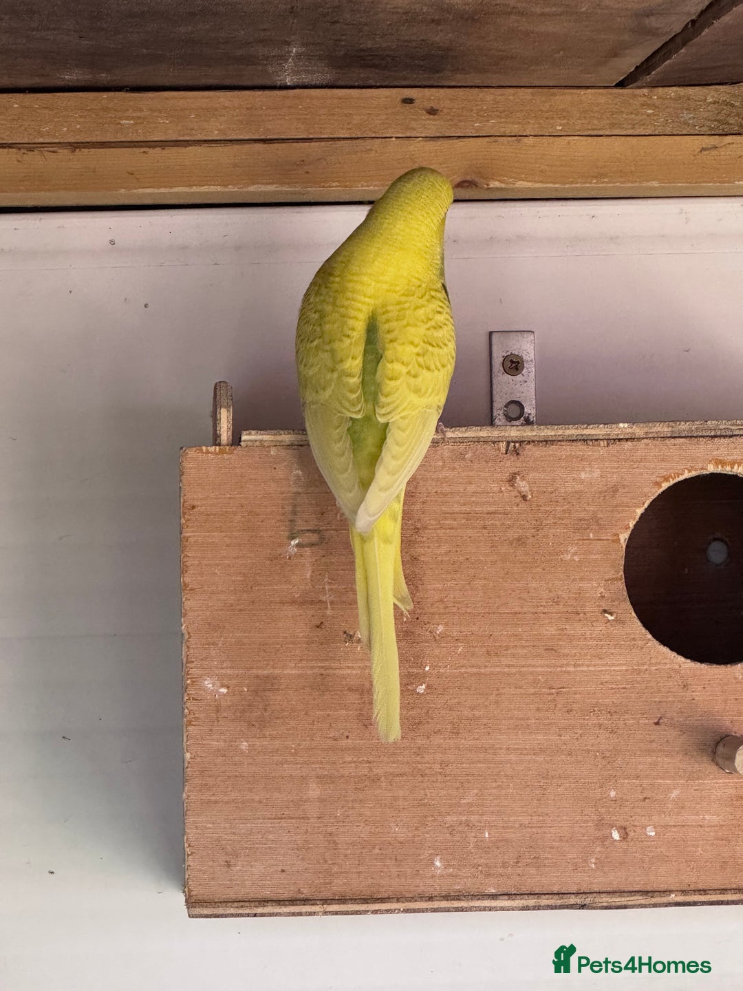 Budgerigars birds for sale: Budgies for sale - Image 10