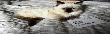 Ragdoll Kitten 3